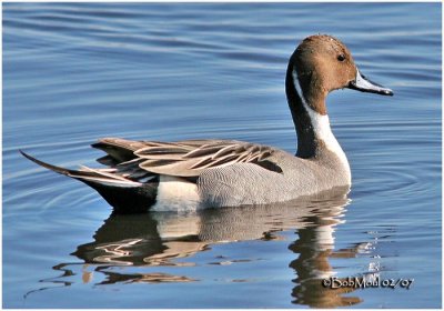 Northern Pintail - Male
