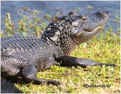 American Alligator