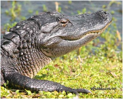 American Alligator