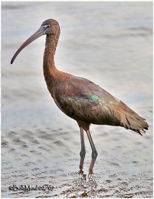 Glossy Ibis-Adult