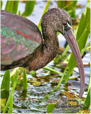Glossy Ibis-Adult