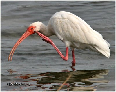 White Ibis