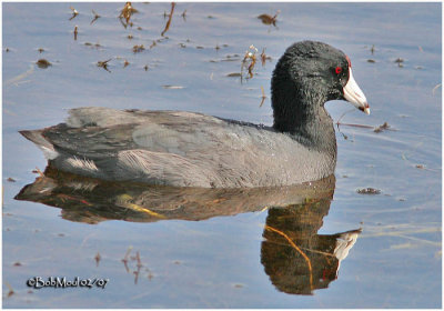 AMERICAN COOT