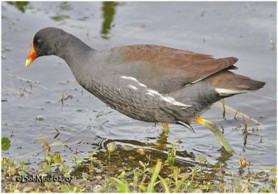 COMMON MOORHEN