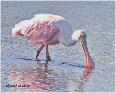 Roseate Spoonbill