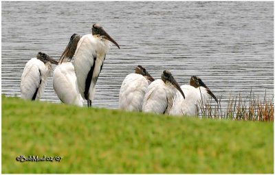 Wood Storks