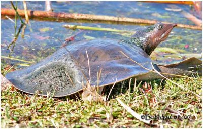 Florida Soft Shell Turtle