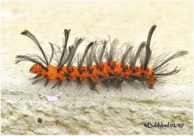 Oleander Moth Caterpillar Syntomeida epilais #8284