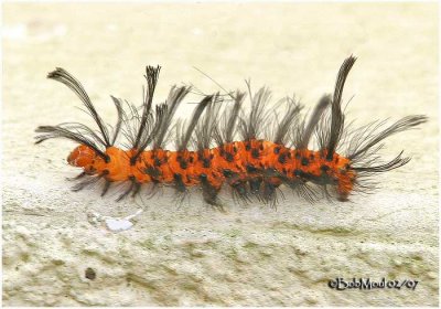 Oleander Moth Caterpillar Syntomeida epilais #8284