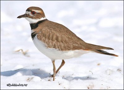 KILLDEER