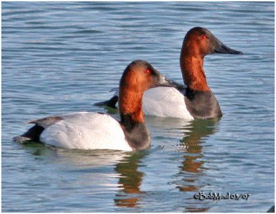 Canvasback