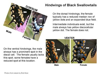 Black SwallowtailStudy set