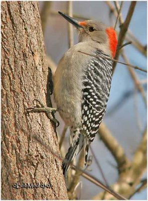 Red-bellied Woodpecker-female