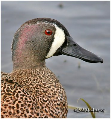Blue-winged Teal - Male