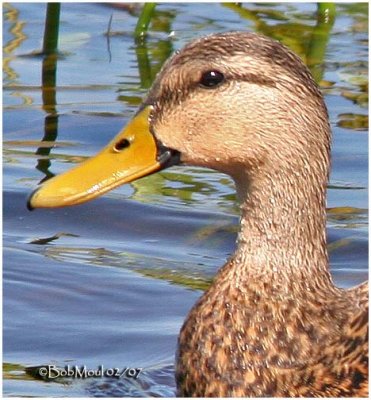 Mottled Duck - Female