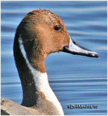 Northern Pintail - Drake