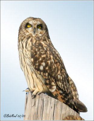FIRST ITALIAN OWL FESTIVAL - LOMBARDY NORTH ITALY