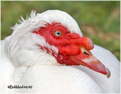 Muscovy Duck-White Morph