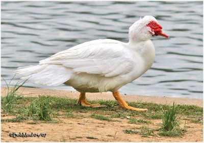 Muscovy Duck -White Morph
