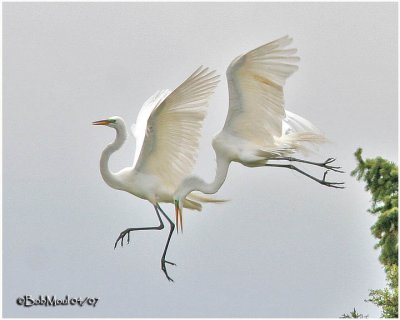 Courtship Display