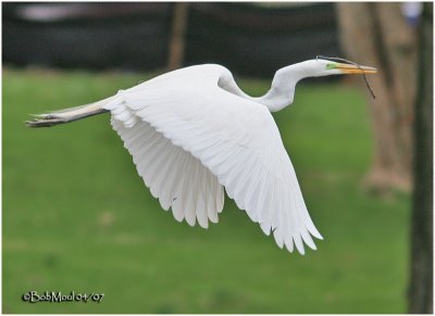 Great Egret