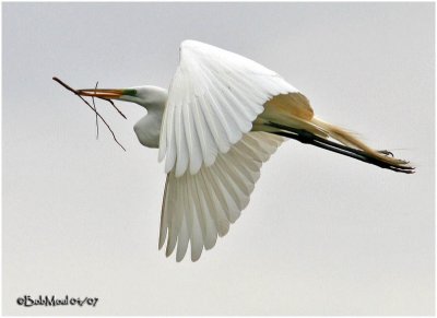 Great Egret