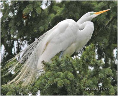 Great Egret