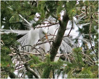 Great Egret