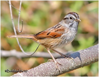 Swamp Sparrow - Darker Variation