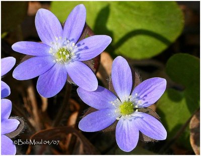 Round-lobed Hepatica