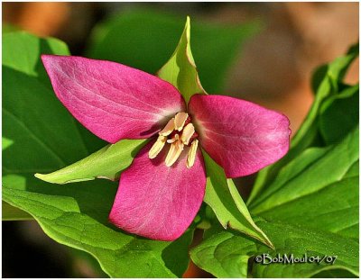 Nodding Trillium