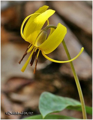 Trout Lily