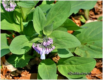 VIRGINIA BLUE BELLS