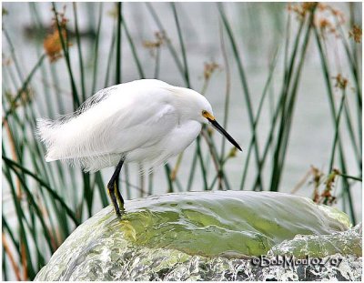 Snowy Egret-Waiting for fish