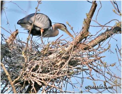 Great Blue Heron Rookery