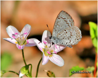 Spring Azure