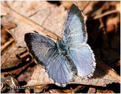 Spring Azure-Female