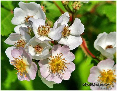 Multiflora Rose