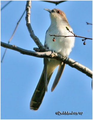 Black-billed Cuckoo