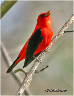 TANAGERS
