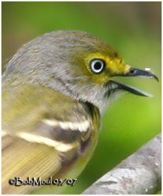 White-eyed Vireo