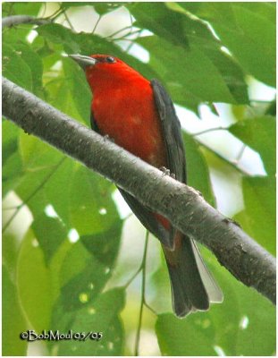 SCARLET TANAGER-Male