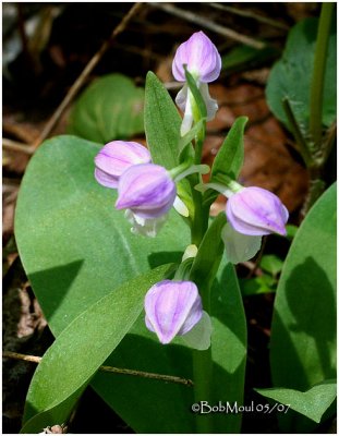 Showy Orchid