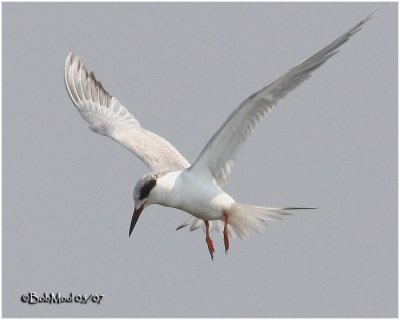 FORSTER'S TERN - 1st Year