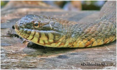 Northern Water Snake