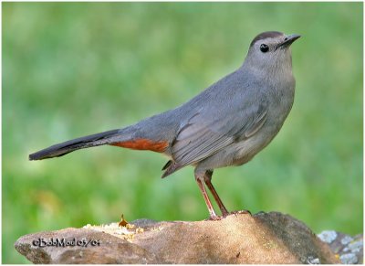 GRAY CATBIRD