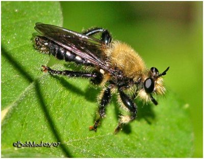 Bee-like Robber Fly- Male