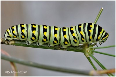 Full Grown Caterpillar