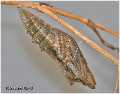 Late Pupa Stage