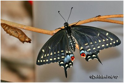 Adult Butterfly with Chrysalis Shell